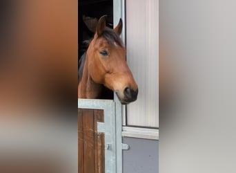 Warmblood polaco, Caballo castrado, 12 años, 158 cm, Castaño