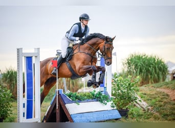 Warmblood polaco, Caballo castrado, 12 años, 172 cm, Castaño oscuro