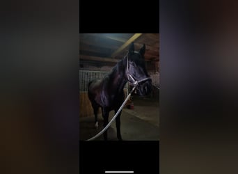 Warmblood polaco, Caballo castrado, 13 años, 170 cm, Negro