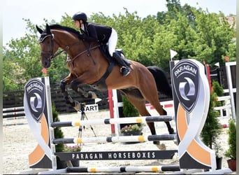 Warmblood polaco, Caballo castrado, 13 años, 173 cm, Castaño