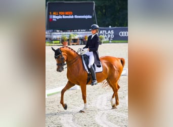 Warmblood polaco, Caballo castrado, 14 años, 172 cm, Alazán-tostado