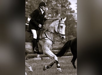 Warmblood polaco, Caballo castrado, 14 años, 172 cm, Tordo