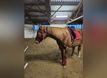 Warmblood polaco, Caballo castrado, 15 años, 162 cm, Alazán