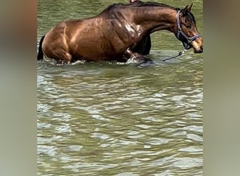 Warmblood polaco, Caballo castrado, 15 años, 165 cm, Castaño