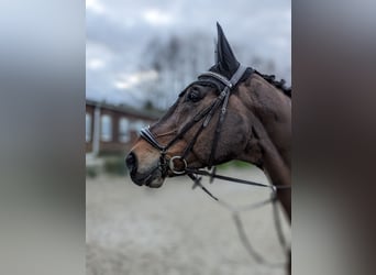 Warmblood polaco, Caballo castrado, 15 años, 176 cm, Castaño oscuro