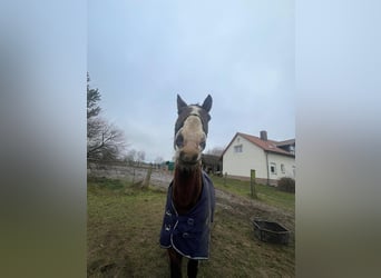 Warmblood polaco, Caballo castrado, 16 años, 160 cm, Castaño