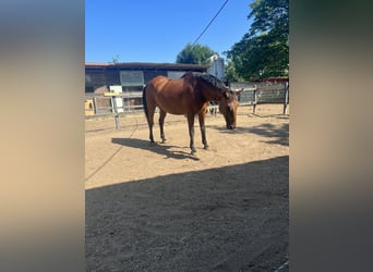 Warmblood polaco, Caballo castrado, 16 años, 170 cm, Castaño