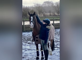 Warmblood polaco, Caballo castrado, 17 años, 148 cm, Castaño