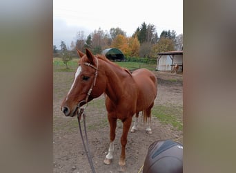 Warmblood polaco, Caballo castrado, 17 años, 153 cm, Alazán