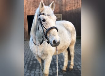 Warmblood polaco, Caballo castrado, 17 años, 160 cm, Tordo