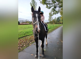 Warmblood polaco, Caballo castrado, 17 años, 167 cm, Castaño