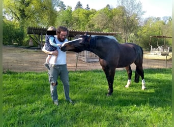 Warmblood polaco, Caballo castrado, 17 años, 167 cm, Castaño