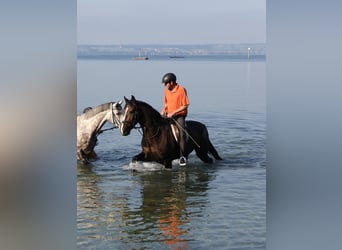 Warmblood polaco, Caballo castrado, 17 años, 167 cm, Castaño