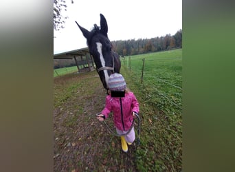 Warmblood polaco, Caballo castrado, 17 años, 167 cm, Castaño