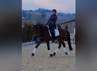 Warmblood polaco, Caballo castrado, 17 años, 168 cm, Castaño