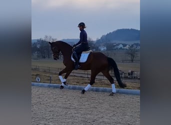 Warmblood polaco, Caballo castrado, 17 años, 168 cm, Castaño