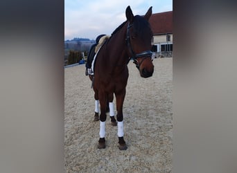 Warmblood polaco, Caballo castrado, 17 años, 168 cm, Castaño