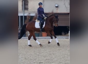 Warmblood polaco, Caballo castrado, 17 años, 168 cm, Castaño