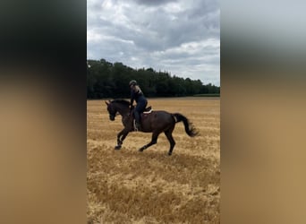 Warmblood polaco, Caballo castrado, 17 años, 170 cm, Negro