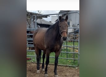 Warmblood polaco, Caballo castrado, 18 años, 160 cm, Castaño