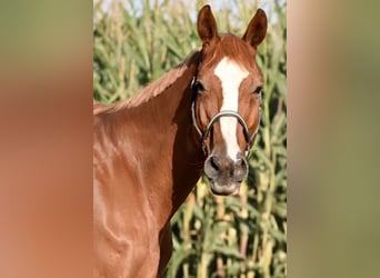 Warmblood polaco, Caballo castrado, 18 años, 170 cm, Alazán