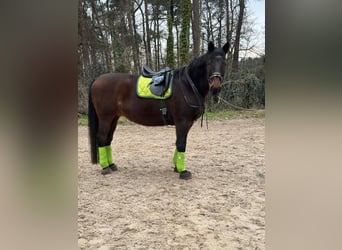 Warmblood polaco, Caballo castrado, 18 años, 170 cm, Castaño oscuro