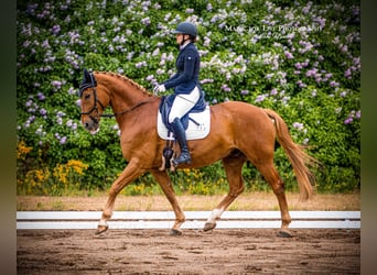 Warmblood polaco, Caballo castrado, 19 años, 168 cm, Alazán