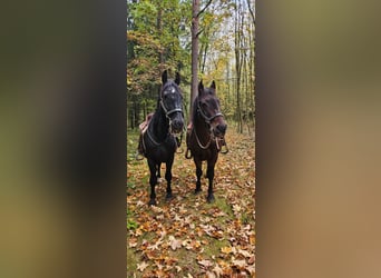 Warmblood polaco, Caballo castrado, 20 años, 160 cm, Negro