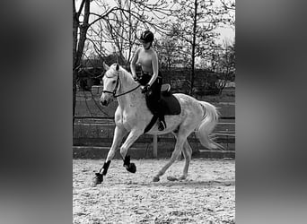 Warmblood polaco, Caballo castrado, 20 años, 162 cm, Tordo picazo