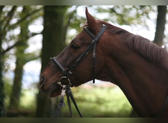 Warmblood polaco, Caballo castrado, 24 años, 165 cm, Alazán-tostado