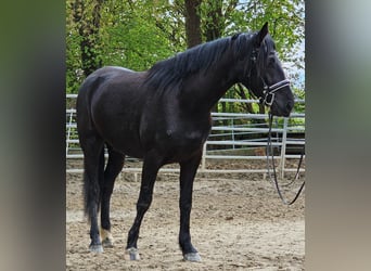 Warmblood polaco, Caballo castrado, 3 años, 160 cm, Negro