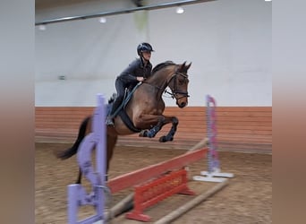 Warmblood polaco, Caballo castrado, 3 años, 162 cm, Castaño