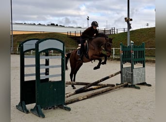 Warmblood polaco, Caballo castrado, 3 años, 162 cm, Castaño