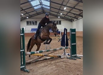 Warmblood polaco, Caballo castrado, 3 años, 162 cm, Castaño