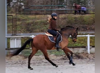 Warmblood polaco, Caballo castrado, 3 años, 162 cm, Castaño