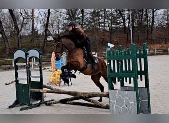 Warmblood polaco, Caballo castrado, 3 años, 162 cm, Castaño