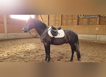 Warmblood polaco, Caballo castrado, 3 años, 164 cm, Tordillo negro