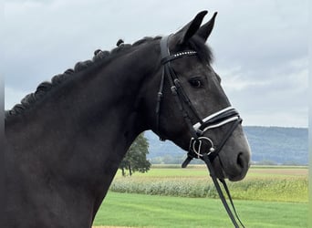 Warmblood polaco, Caballo castrado, 3 años, 165 cm, Tordillo negro