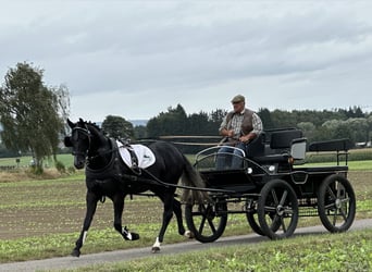 Warmblood polaco, Caballo castrado, 3 años, 165 cm, Tordillo negro