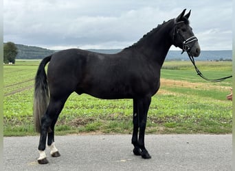 Warmblood polaco, Caballo castrado, 3 años, 165 cm, Tordillo negro