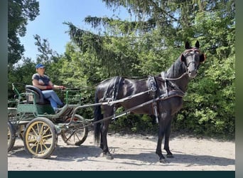 Warmblood polaco, Caballo castrado, 3 años, 166 cm