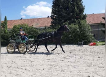 Warmblood polaco, Caballo castrado, 3 años, 166 cm