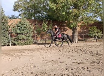 Warmblood polaco, Caballo castrado, 3 años, 166 cm