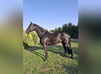 Warmblood polaco, Caballo castrado, 3 años, 166 cm