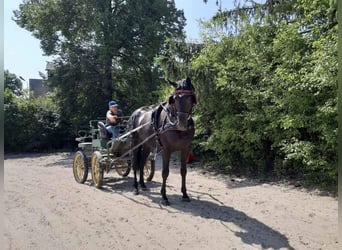 Warmblood polaco, Caballo castrado, 3 años, 166 cm