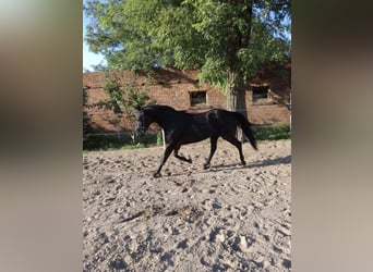 Warmblood polaco, Caballo castrado, 3 años, 166 cm