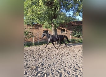 Warmblood polaco, Caballo castrado, 3 años, 166 cm