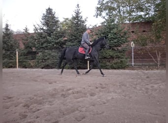 Warmblood polaco, Caballo castrado, 3 años, 166 cm