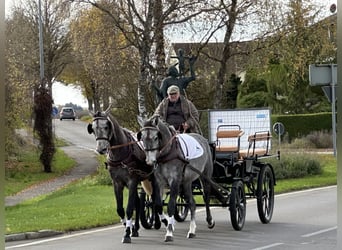 Warmblood polaco, Caballo castrado, 3 años, 167 cm, Tordo