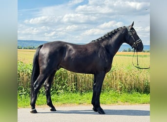 Warmblood polaco, Caballo castrado, 3 años, 168 cm, Negro